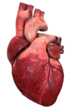 an image of a human heart