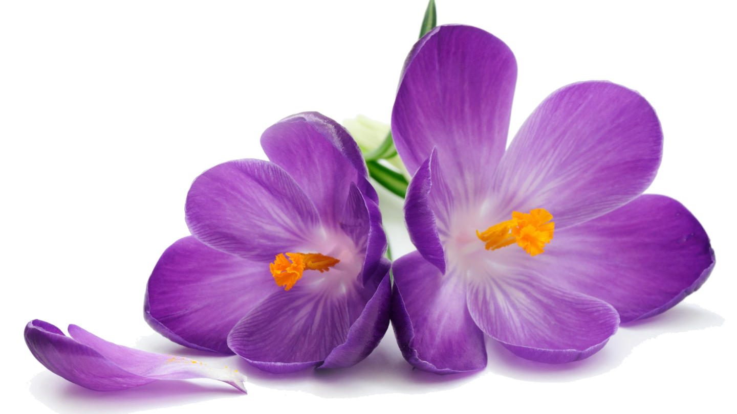 two purple crocus flowers on white background