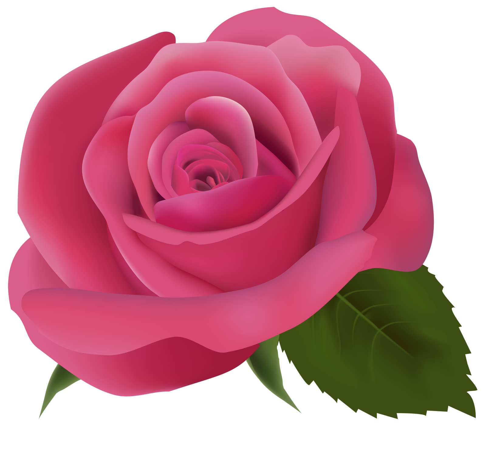 a pink rose on a white background