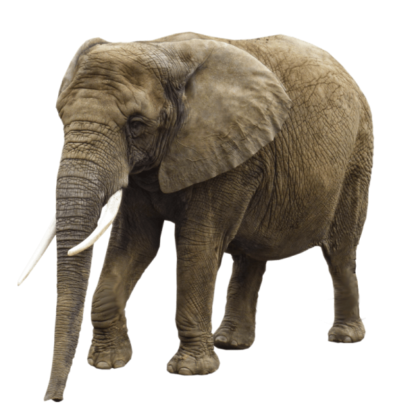 an elephant standing in front of a white background