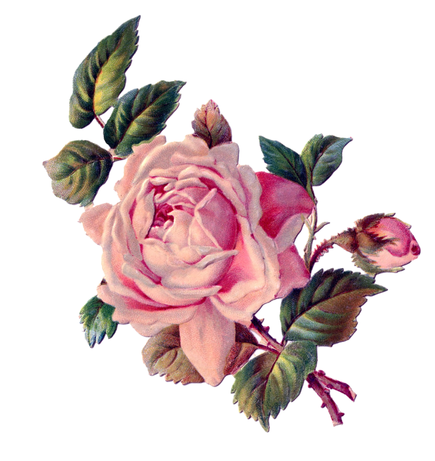 a drawing of a pink rose with leaves