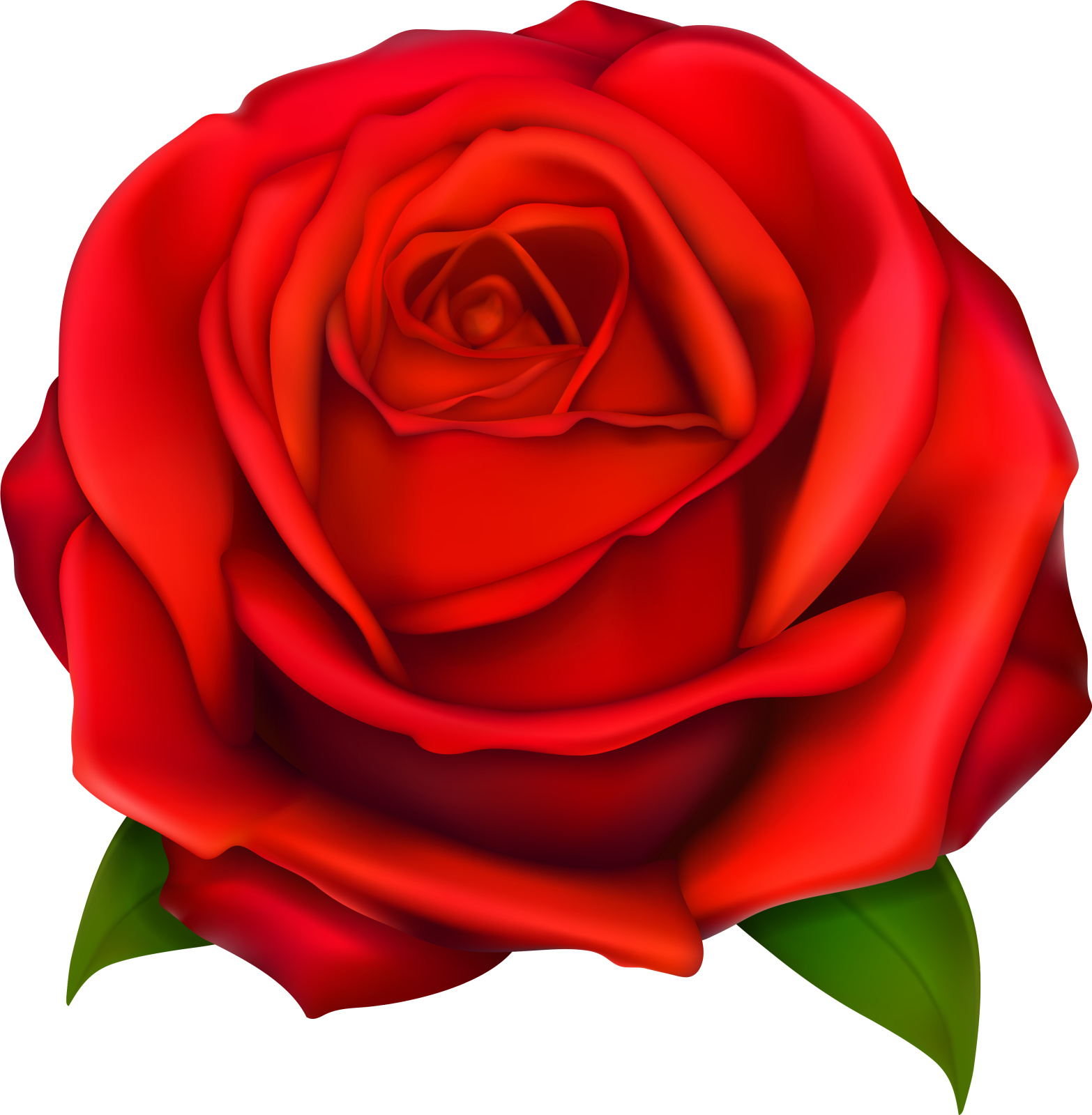 a red rose on a white background