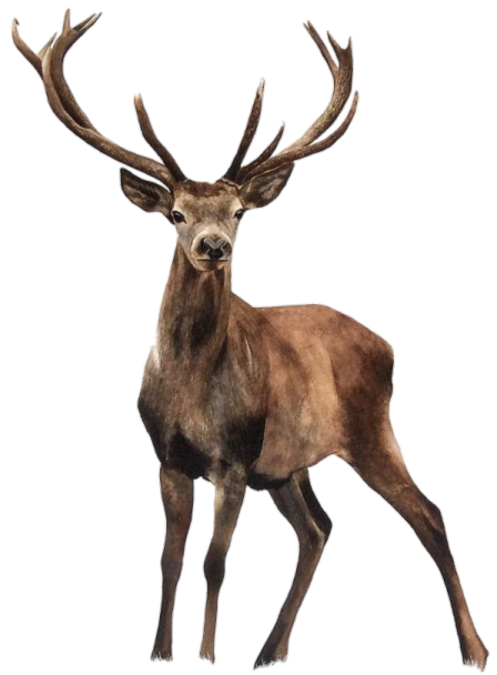 an image of a deer on a white background