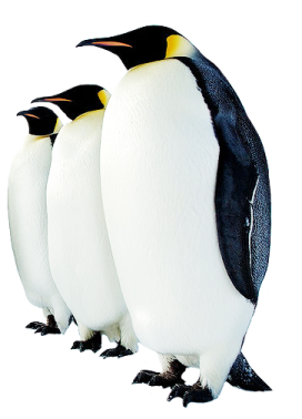 three penguins on a white background