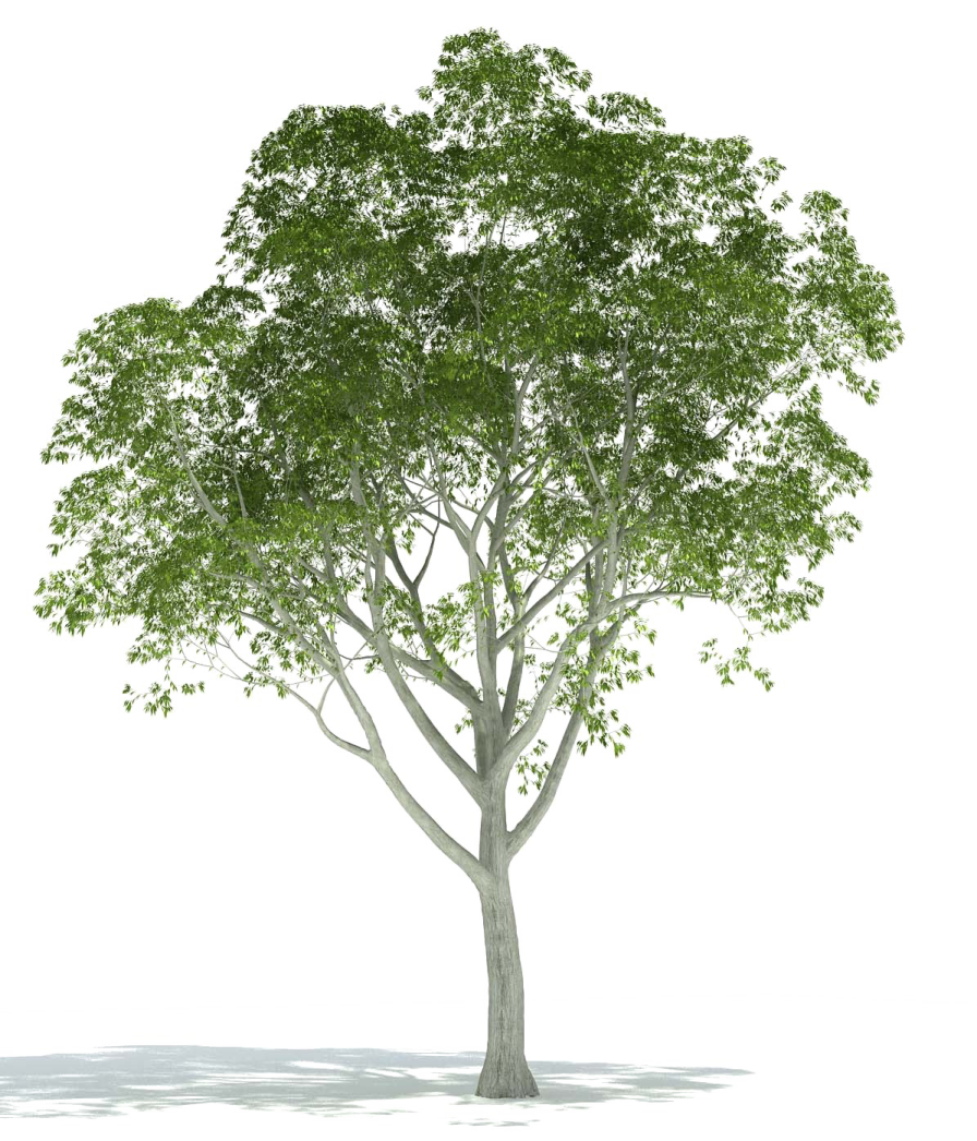 a tree on a white background