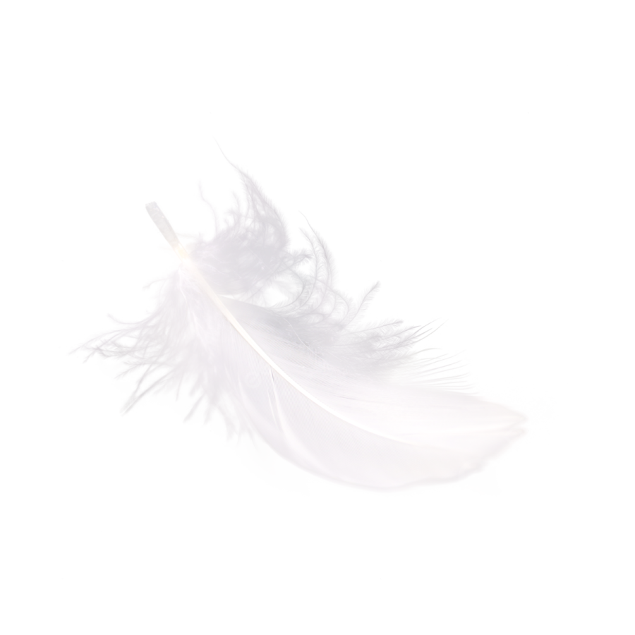 white feather on a white background