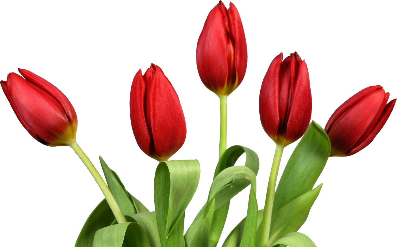 a bunch of red flowers in a vase