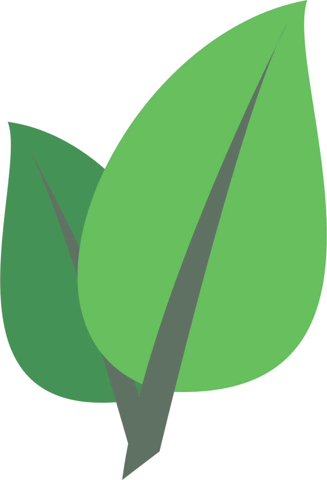 a green leaf on a white background