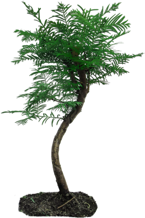 a small green tree in a black pot