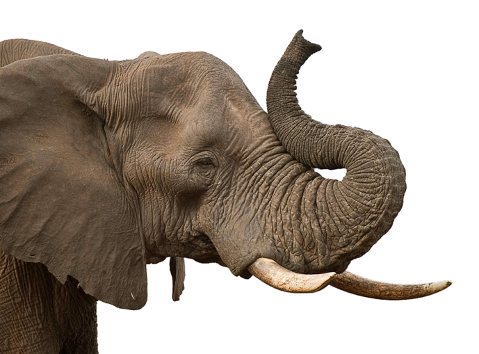 a close up of an elephant with its trunk in the air