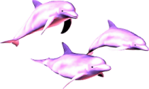 three dolphins swimming in the ocean