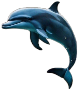 a dolphin jumping out of the water