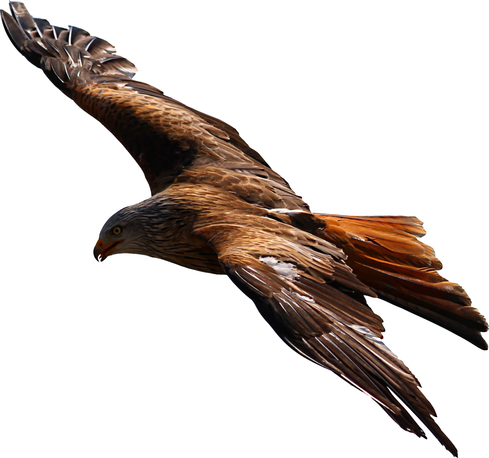 a bird flying in the air with its wings spread