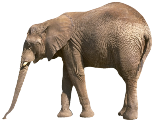 an elephant standing in front of a white background