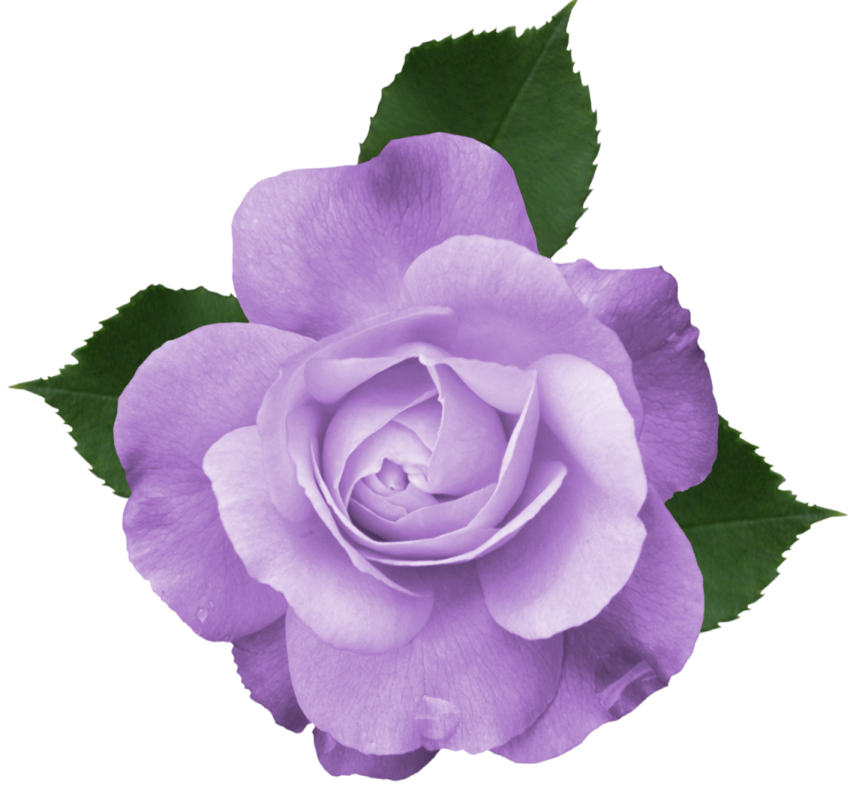 a purple rose on a white background