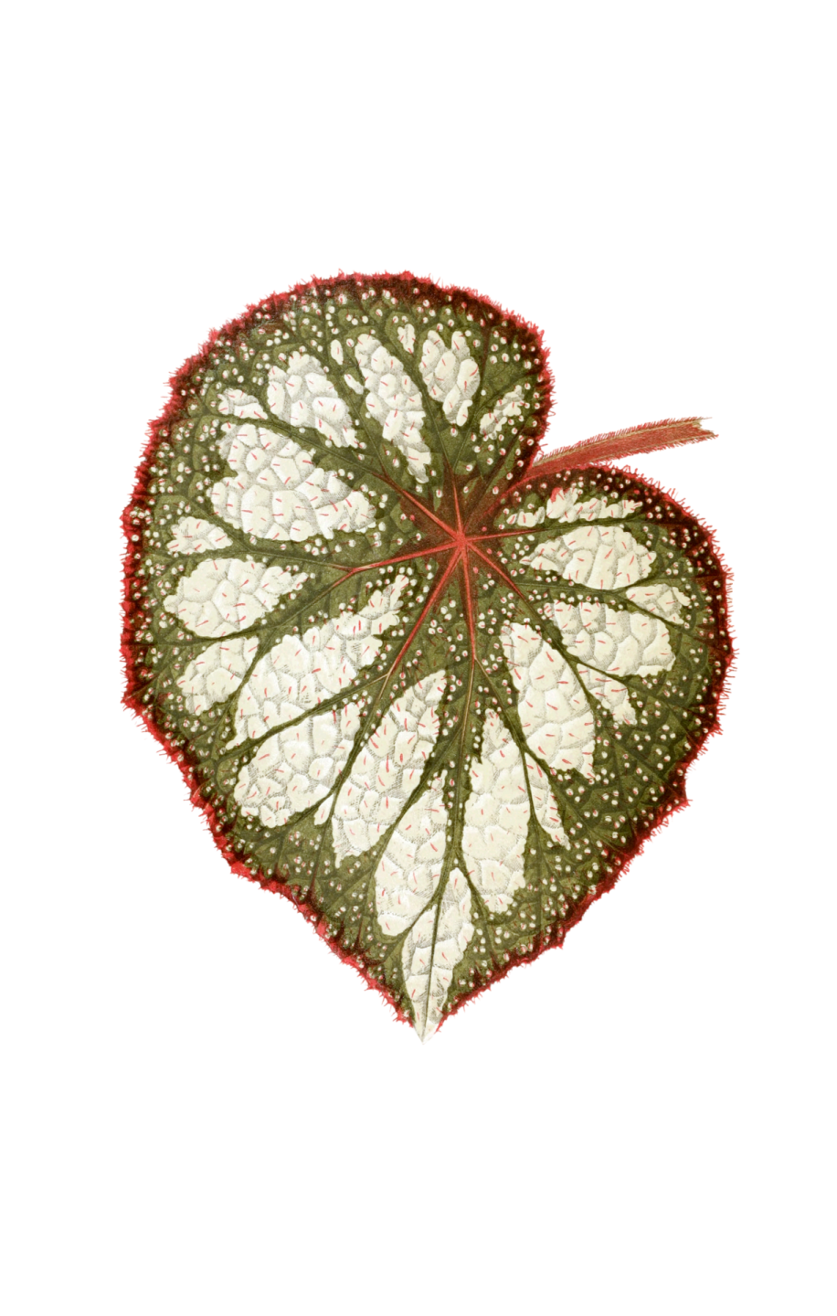 a green leaf with white spots on it