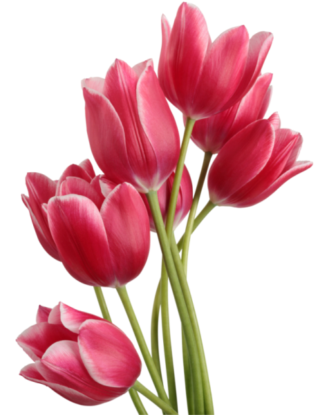 a bunch of pink tulips