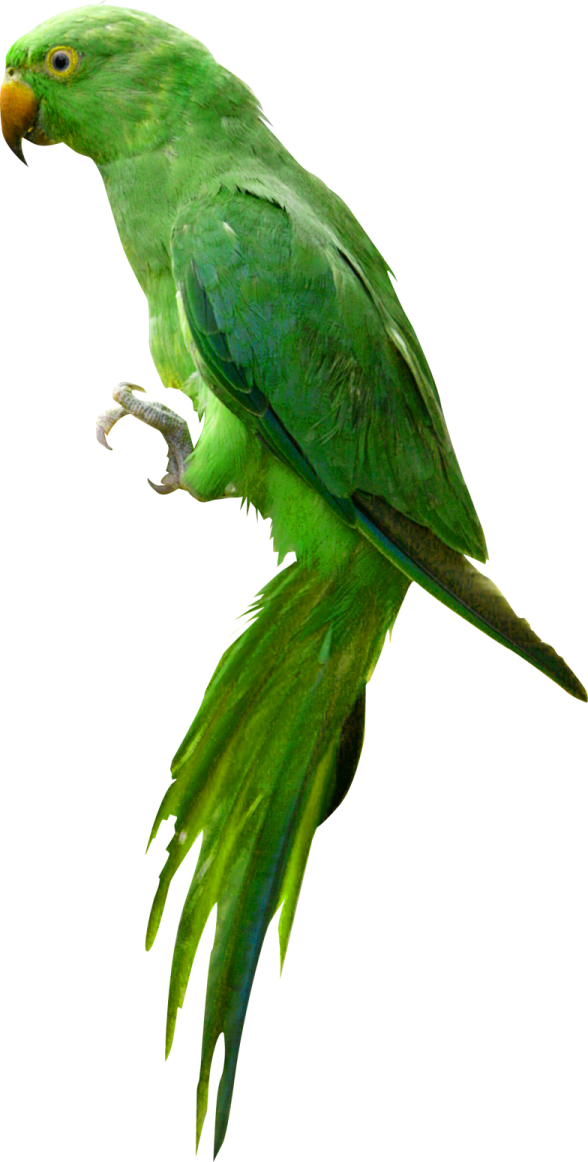 a green parrot perched on top of a branch