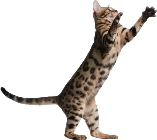 a brown and black cat