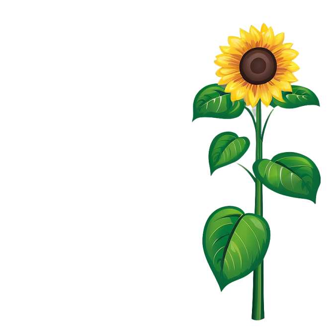 a sunflower on a white background