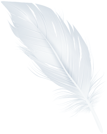 a feather on a white background