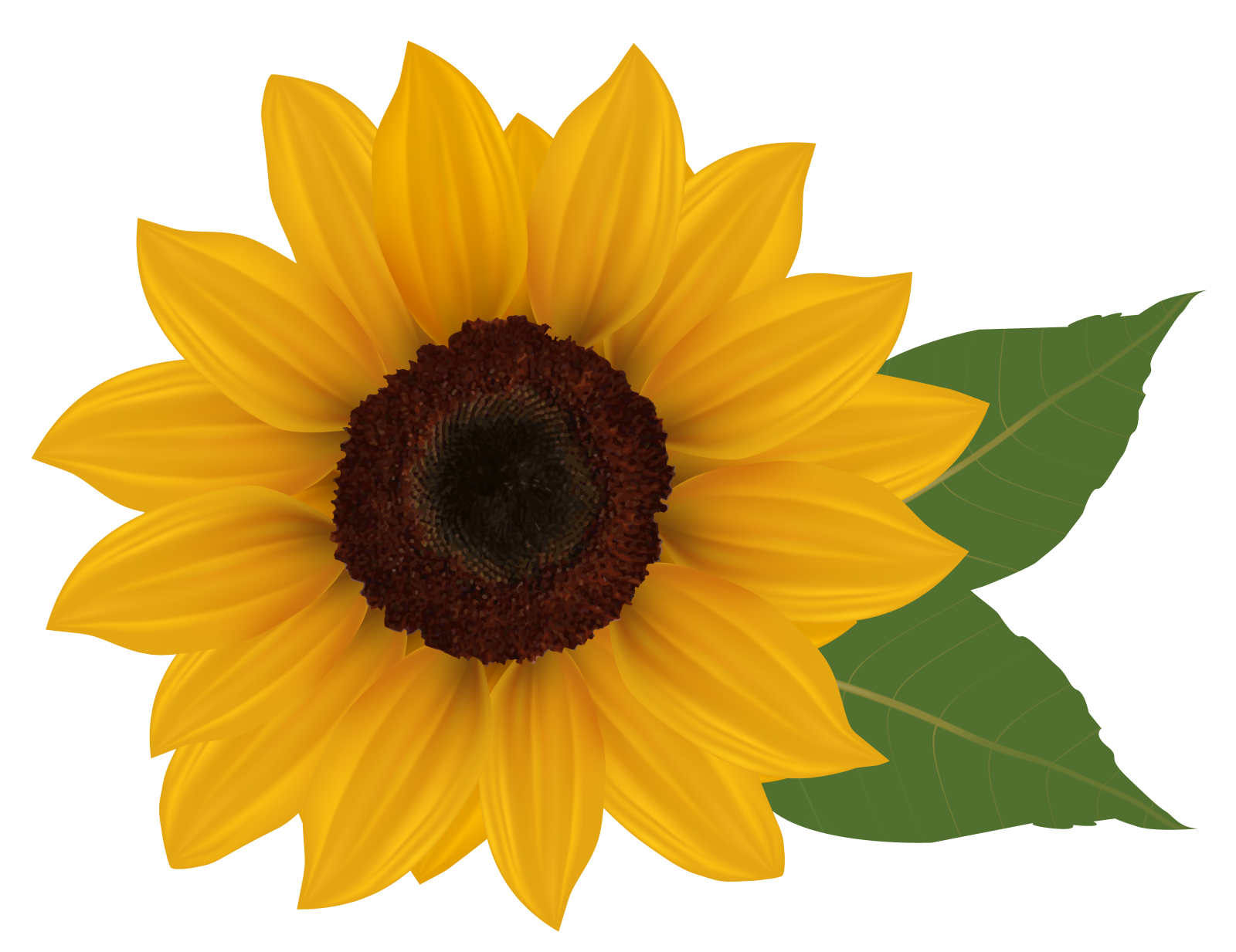 a yellow sunflower with green leaves