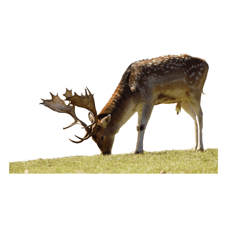 a deer eating grass