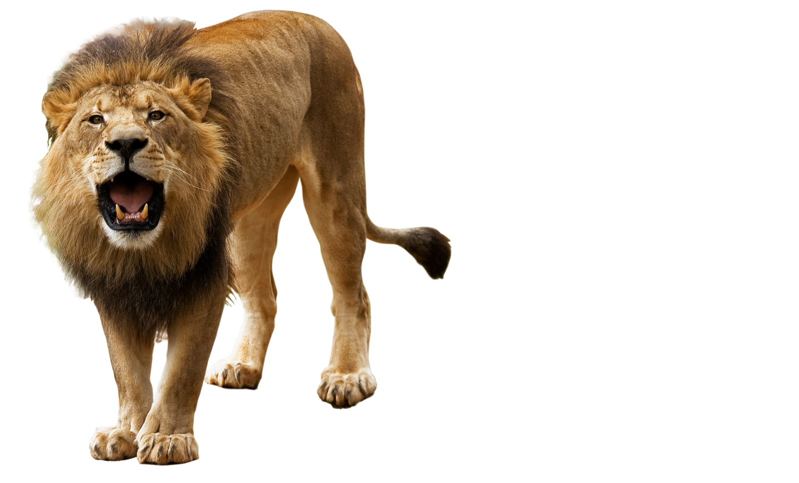 a close up of a lion on a white background