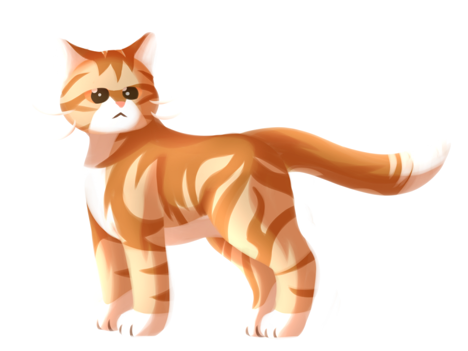 a brown and white cat standing on a white background
