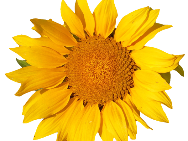 a yellow sunflower on a white background