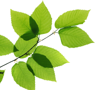 a branch with green leaves on it