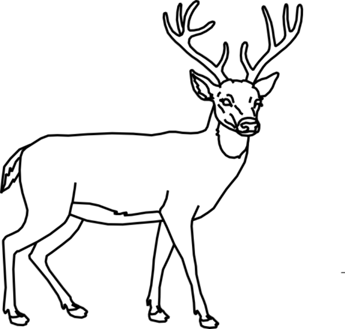 how to draw a deer