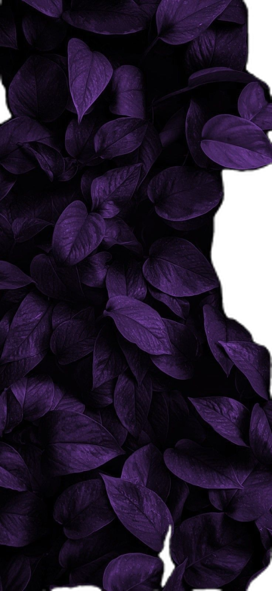 a bunch of purple leaves on a white background