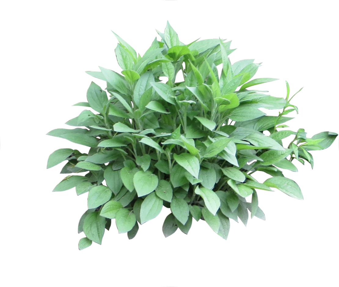 a green plant on a white background
