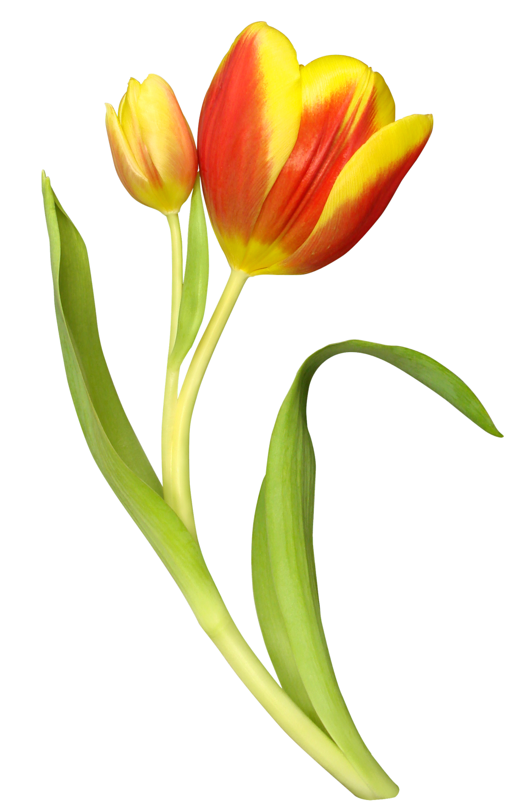two yellow and red tulips