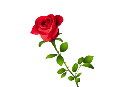 a single red rose on a white background
