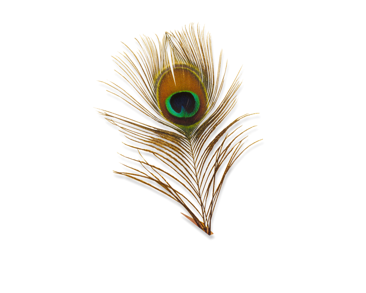 a peacock feather on a white background