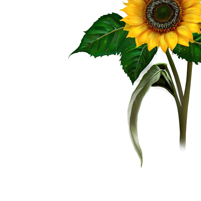 a sunflower with green leaves on a white background