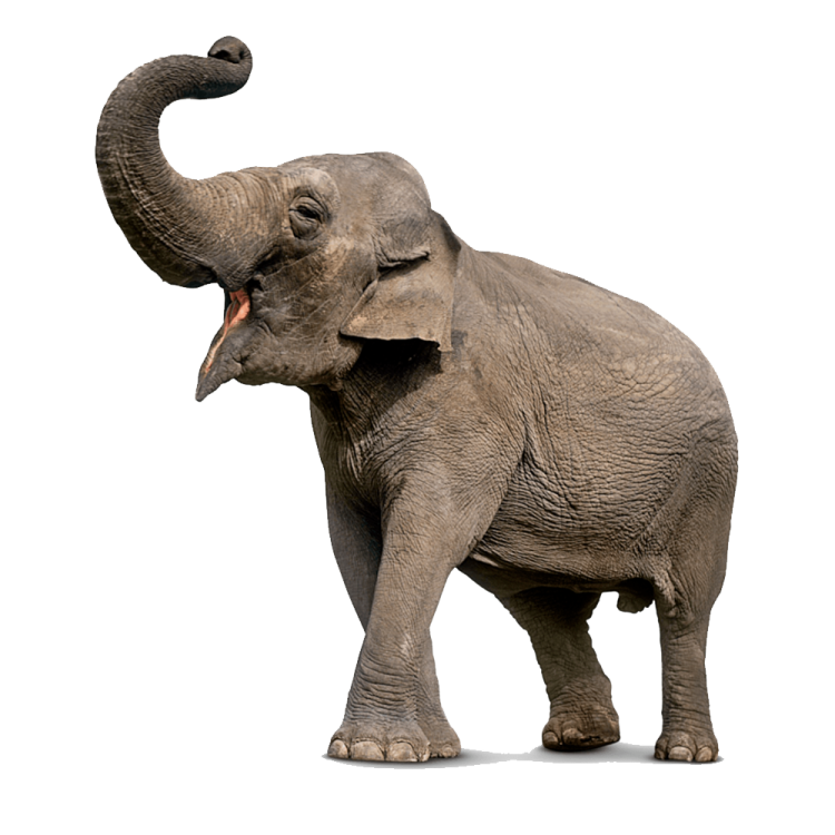 an elephant with its trunk in the air