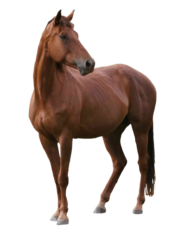 a brown horse standing in front of a white background
