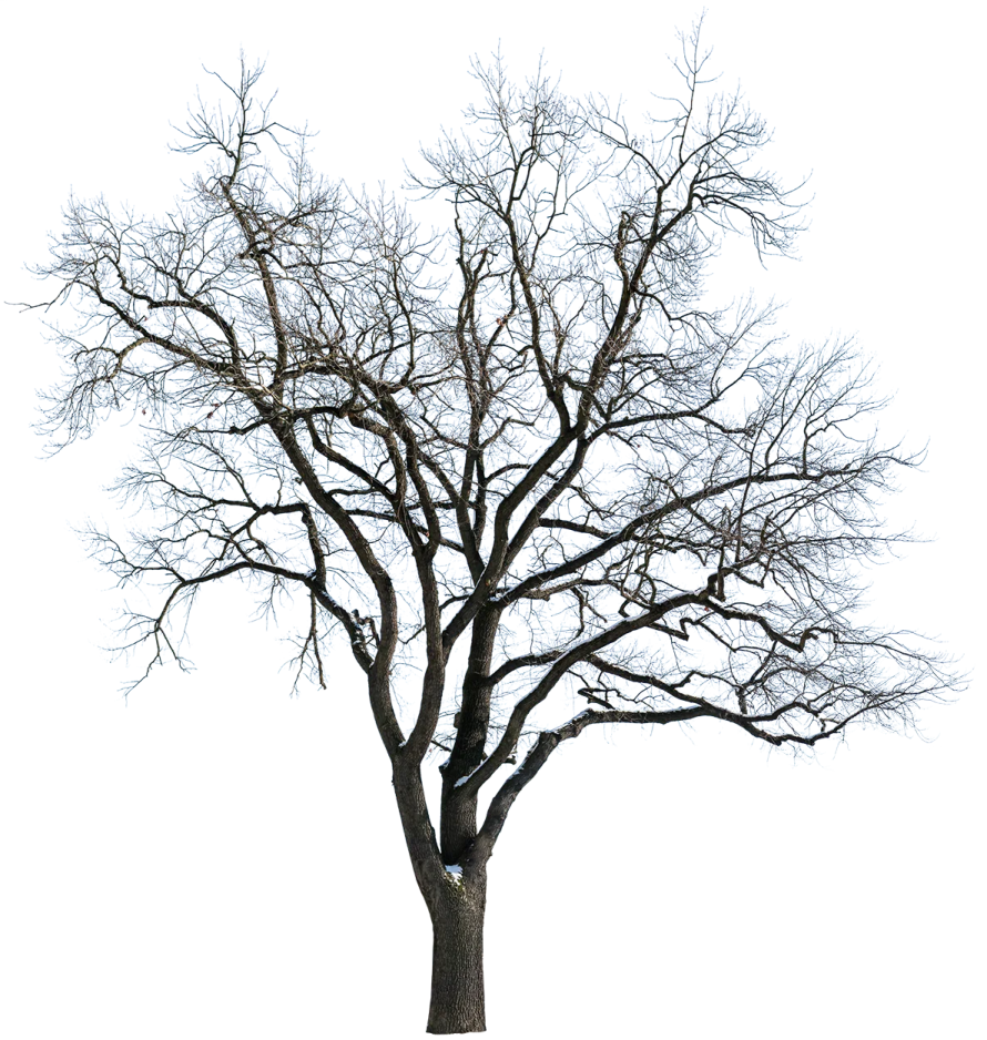 a bare tree with no leaves on it