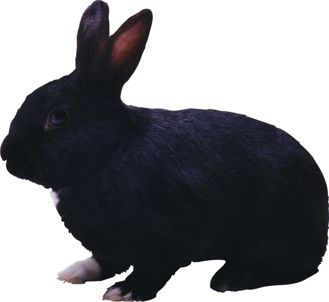 a black rabbit is standing on a white surface