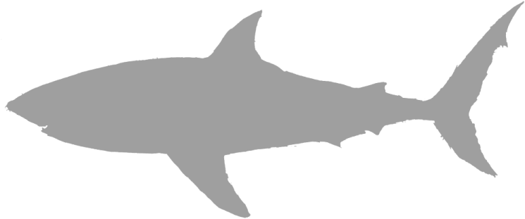 a shark silhouetted on a white background