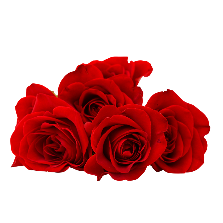red roses on a white background