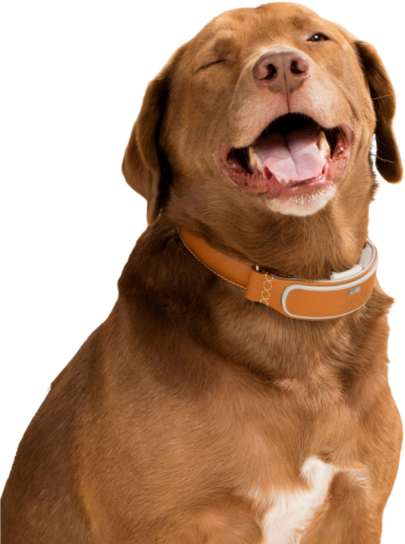a brown dog with its mouth open