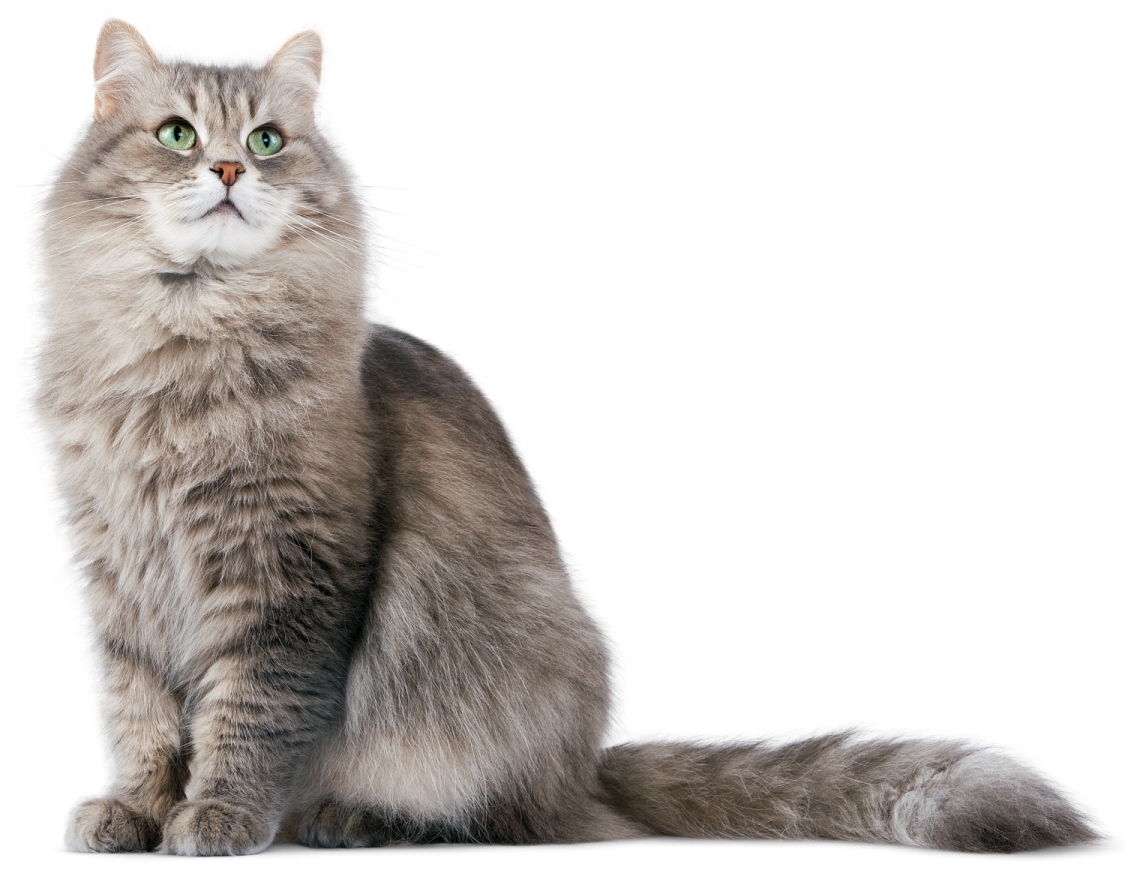 a gray cat with green eyes sitting down