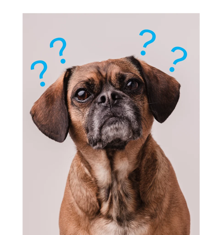 a dog with question marks on it's face