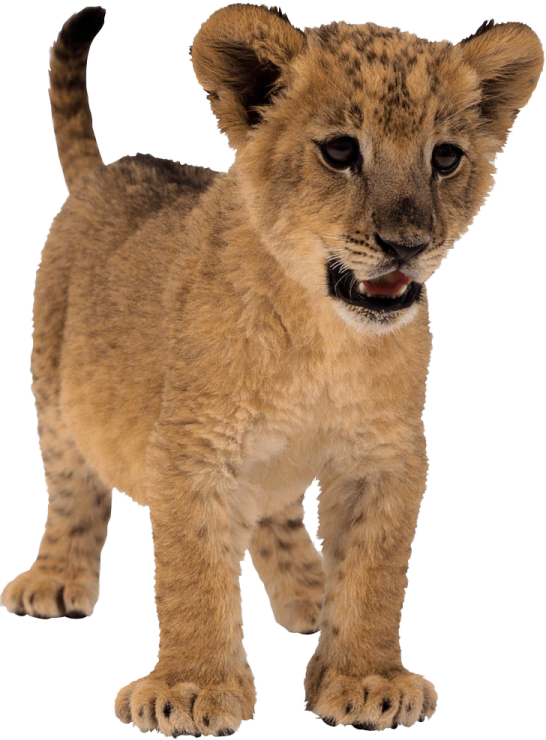 a young lion cub