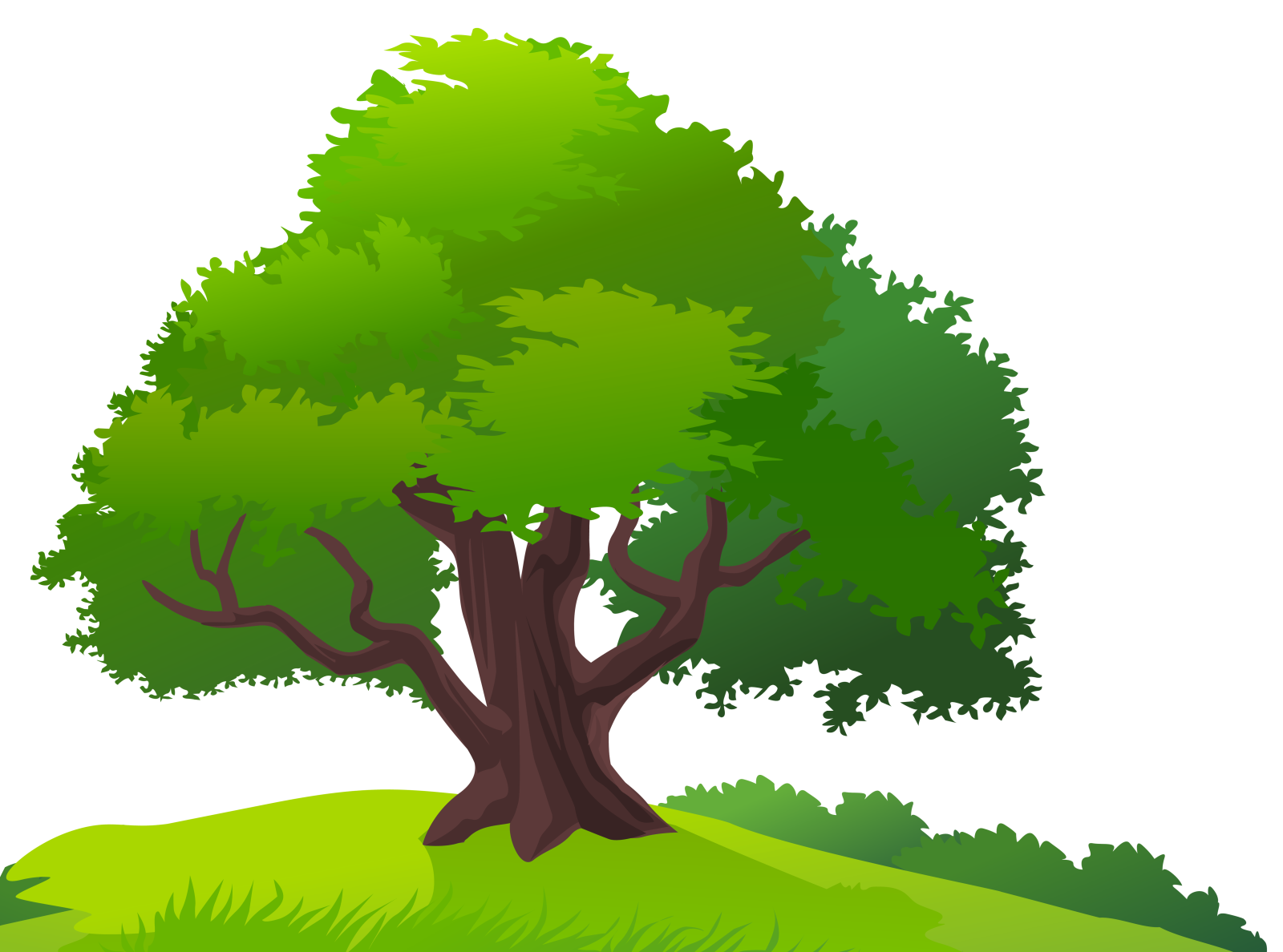 a green tree on a white background
