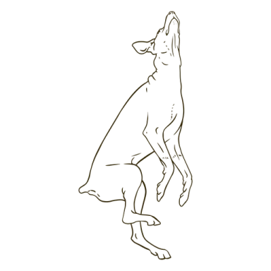 how to draw a dog